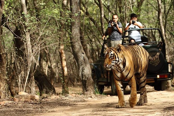 03 Days Private Wildlife Ranthambore Tiger Tour from Jaipur - Key things to know before you go