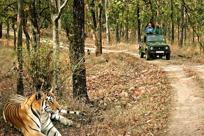 03 Days Private Wildlife Ranthambore Tiger Tour from Jaipur - Day 2 morning open-cantr safari: your main tiger window