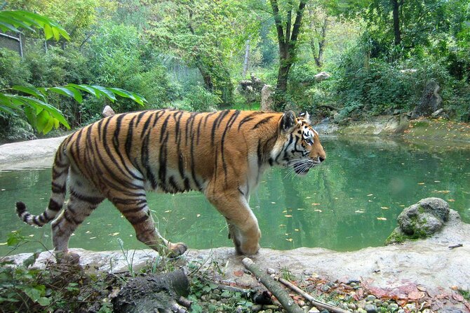 03 Days Private Wildlife Ranthambore Tiger Tour from Jaipur - Day 3 back to Jaipur: easy ending, smart timing
