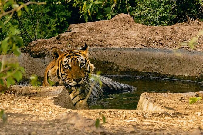 03 Days Private Wildlife Ranthambore Tiger Tour from Jaipur - Meals and hotel nights: what “included” really buys you