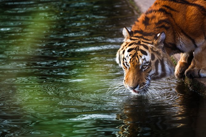 03 Days Private Wildlife Ranthambore Tiger Tour from Jaipur - Beyond tiger fever: how to enjoy Ranthambore even without a sighting