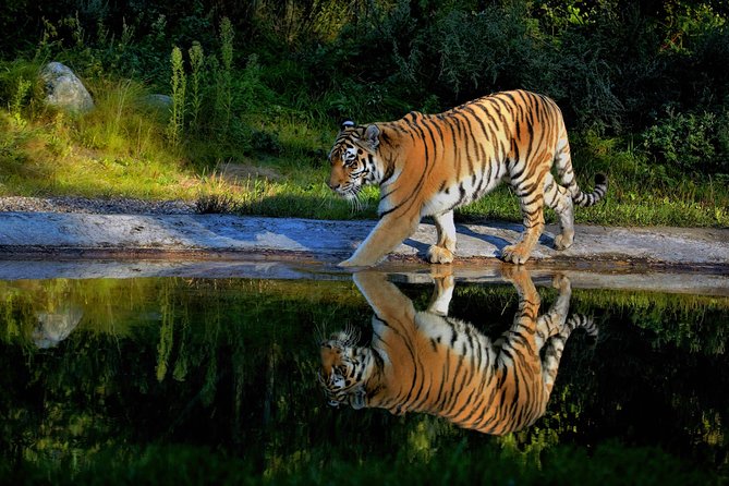 03 Days Private Wildlife Ranthambore Tiger Tour from Jaipur - Price and value: is $495 per person a good deal?