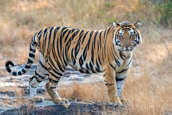 05 Days - Private Luxury Golden Triangle Tour with Ranthambore - The Big Picture: How This 5-Day Golden Triangle + Ranthambore Trip Flows