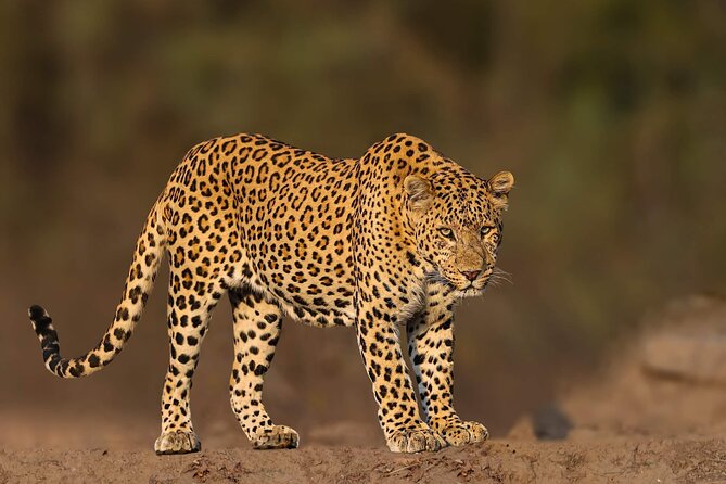 05 Days - Private Luxury Golden Triangle Tour with Ranthambore - The Real Value: Guides, Entrances, Hotels, and the Comfort You Feel in the Car