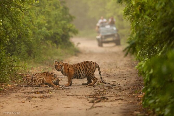 05 Days - Private Luxury Golden Triangle Tour with Ranthambore - Who This Tour Fits Best (And Who Might Want to Think Twice)