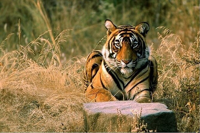 08 Days Golden Triangle Tour with Ranthambore and Jhalana Safari - Key things that make this tour work