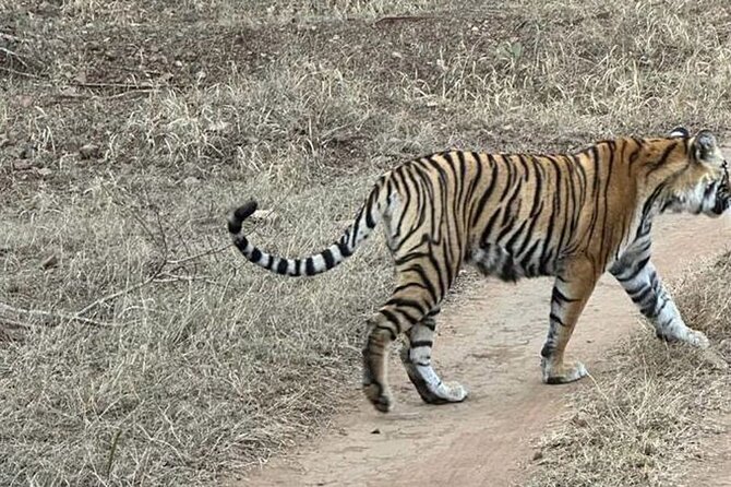 08 Days Golden Triangle Tour with Ranthambore and Jhalana Safari - Amber Fort and Jaipur’s classic sights in one full day
