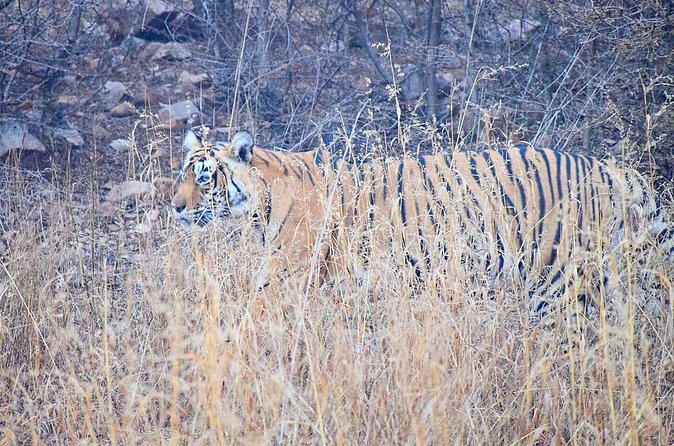 12-Days - Splendors of Golden Triangle & Rajasthan - Should you book this tour?