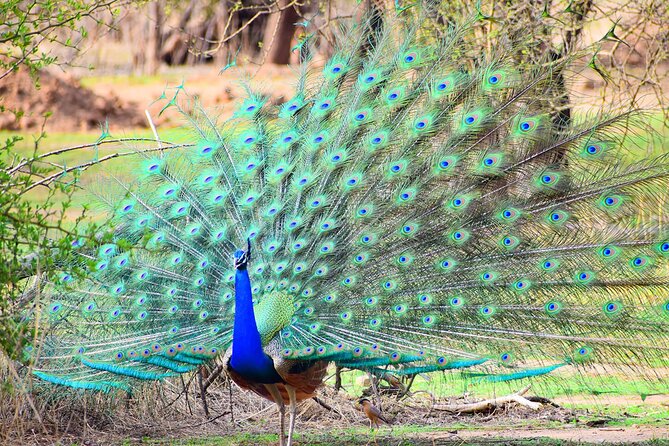 12-Days - Splendors of Golden Triangle & Rajasthan - Sunrise Taj Mahal and Agra Fort: how to get the most without rushing yourself