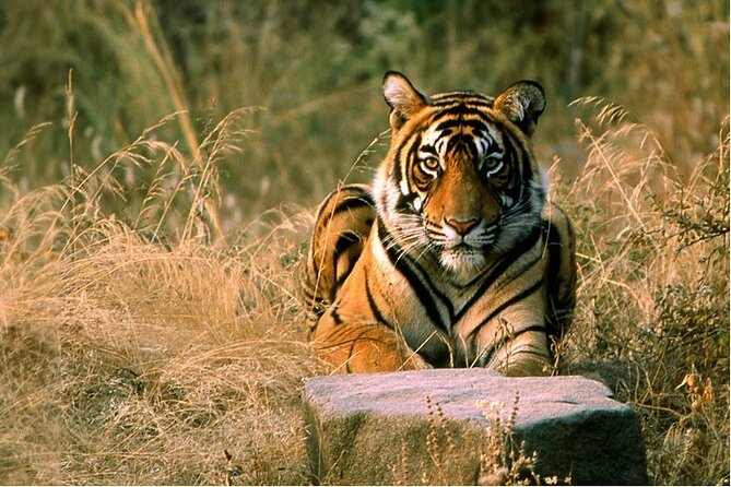 14 Days Golden Triangle with Wildlife Safari & Heritage Rajasthan - Agra: Taj Mahal Sunrise, Fort Walls, and the Baby Taj Stop