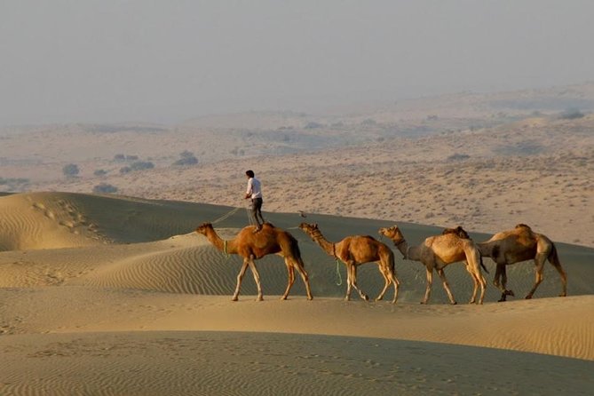 2 Days-1 Night Camel Tour - Key Moments That Make This Camel Safari Worth Your Time