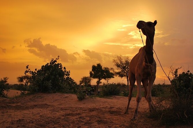 2 Days-1 Night Camel Tour - Campfire Dinner and Clean Bedroll Sleeping Under Stars