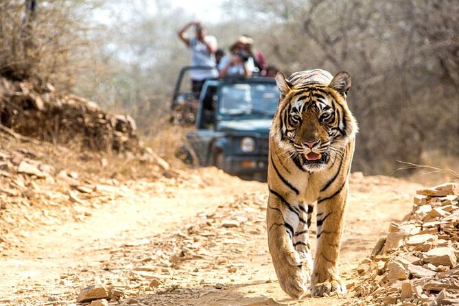 2-Days Private Ranthambhore Tiger Tour from Jaipur - Jaipur to Ranthambhore: the transfer that keeps the day sane