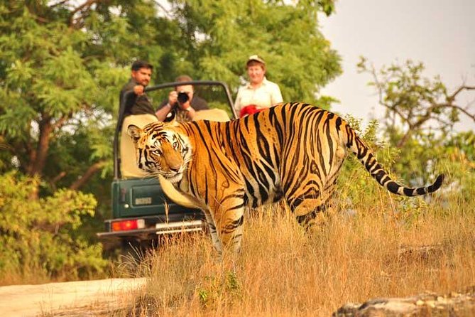 2-Days Private Ranthambhore Tiger Tour from Jaipur - Day 2: early drive, then a comfortable landing back at the resort