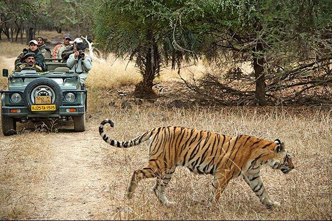 2-Days Private Ranthambhore Tiger Tour from Jaipur - Day 1 in Ranthambore: check-in, then the first game drive