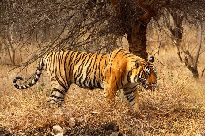 2 Days Ranthambore Tiger Safari with Tickets - From Jaipur to Sawai Madhopur, Without the Headache