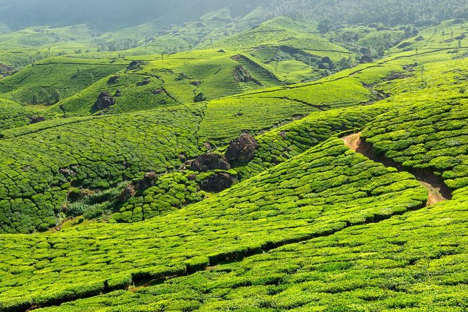 2 Nights Misty Munnar Sightseeing (Private Tour with Car) - Iris Holidays - The tea plus spice flavor combo you will probably love