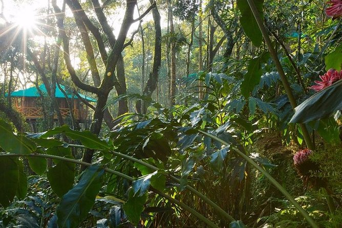 2 Nights Munnar Treehouse Escape with Private Car- Iris Holidays - Price reality check: who benefits most from this package