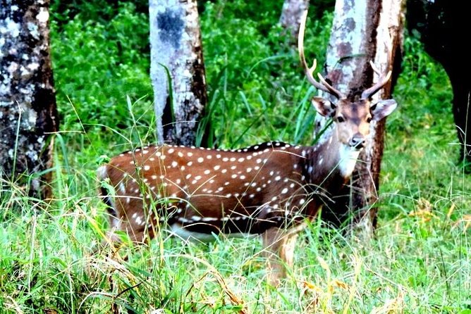 3-Day Wayanad Tour from Bangalore - Day 1: Edakkal Caves, Heritage Museum, and Cheengeri Hills
