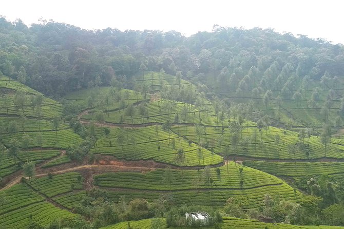 3 Nights Private Tour with Exclusive Houseboat- Sanguine Holidays - Day 2: Mattupetty Dam, Echo Point, Kundala Lake, and Eravikulam National Park