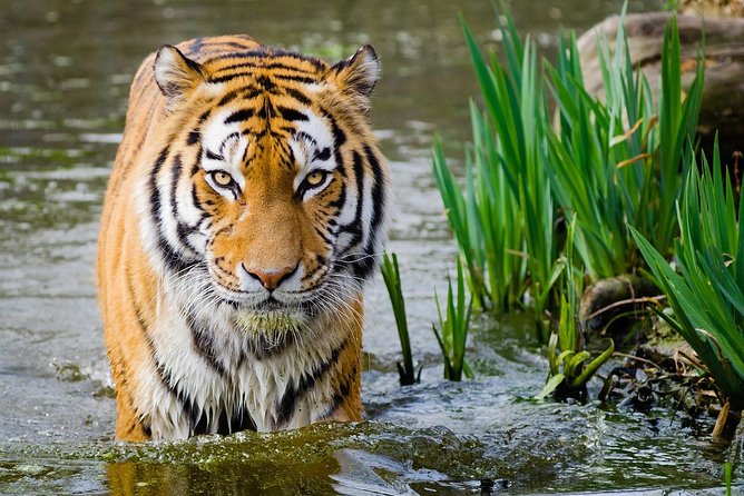 4 Day Golden Triangle with Ranthambore Tiger Safari Tour from Delhi - Price and What You’re Really Paying For
