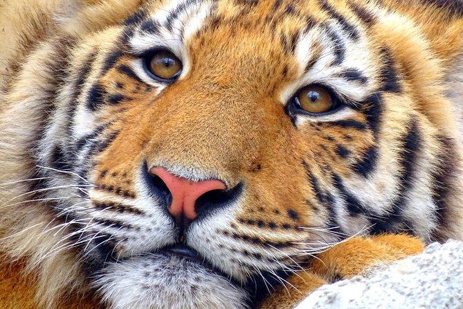 4 Day Golden Triangle with Ranthambore Tiger Safari Tour from Delhi - Your Driver and Guides: Where the Trip Gets Personal Fast