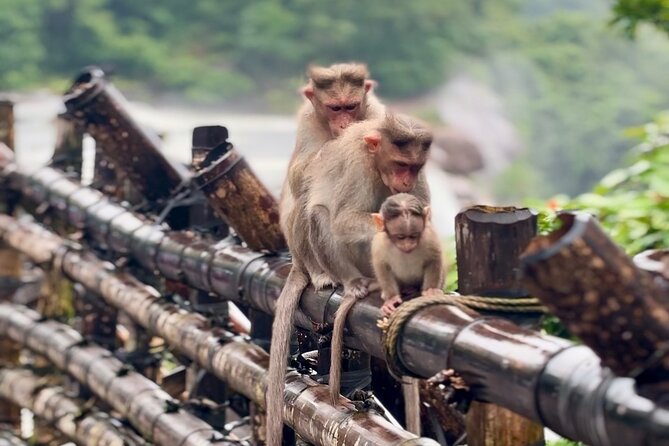 4 Day Kerala Tour Athirappilly Munnar Alleppey - Price and value: why $364.50 can make sense