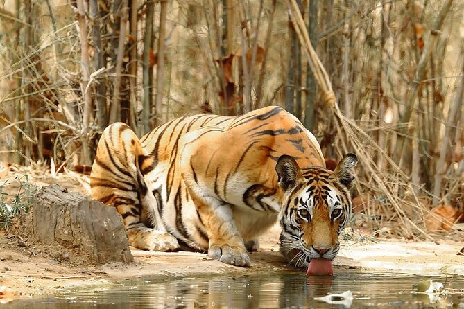 4-Day Private Delhi, Agra & Jaipur with Ranthambore Tiger Safari - Day 1 in Delhi: Qutub Minar, Lotus Temple, Old Delhi Food, and the Agra Overnight