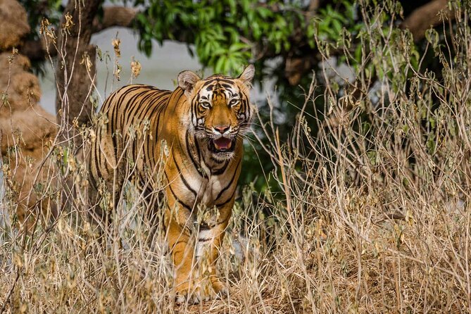 4-Day Private Ranthambhore Tiger Tour Including Delhi, Agra and Jaipur - Ranthambore transfer and what safari day actually feels like