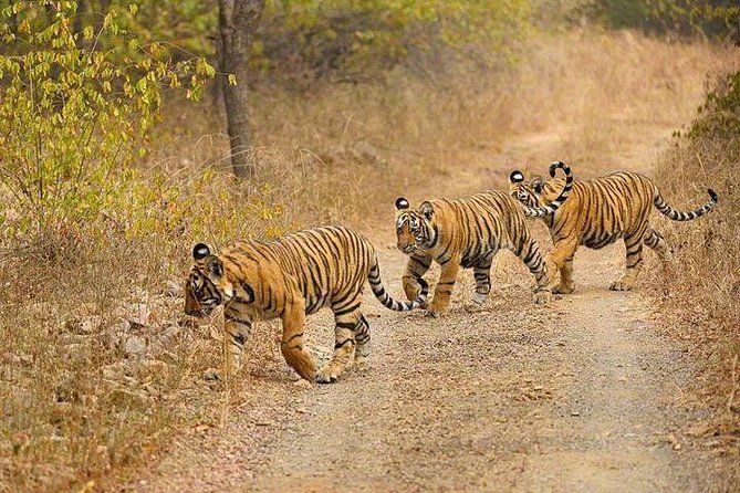 4-Day Ranthambore Tiger Safari Tour to Agra and Jaipur from Delhi - What your money covers, and how to budget the rest