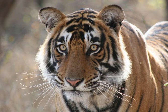 4-Day Ranthambore Tiger Safari Tour to Agra and Jaipur from Delhi - Delhi morning run: Qutub Minar, India Gate, and the government district glide
