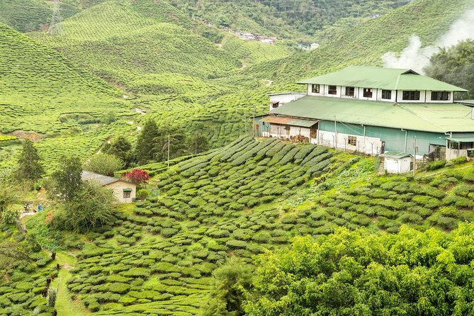 4 Days Best of Kerala Tour with Private Houseboat, Sightseeing & Car - Day 2: Munnar Dam Lakes, Eravikulam Park Time, and Tea Culture