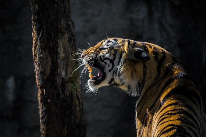 4-Days Golden Triangle Tour with Ranthambore Safari from Delhi - Key points worth knowing before you book