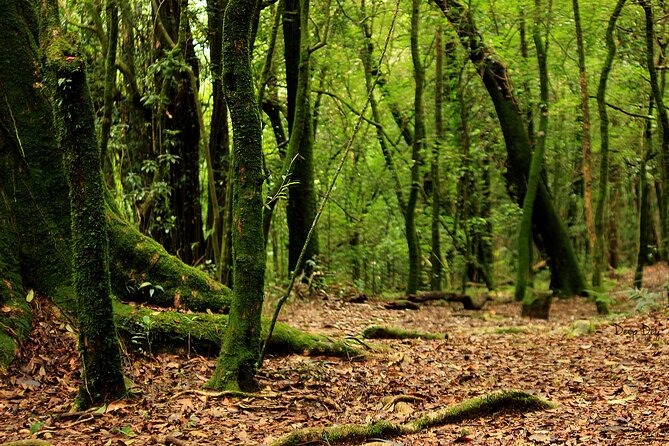 5-Day Private Tour in Meghalaya with Meals and Accommodation - Day 5: Seven Sisters Falls, Garden of Caves, then back to Guwahati
