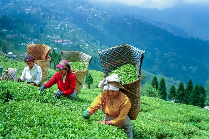 5-Day Private Tour of Gangtok and Darjeeling - Hotels, breakfast, and the private service details that matter