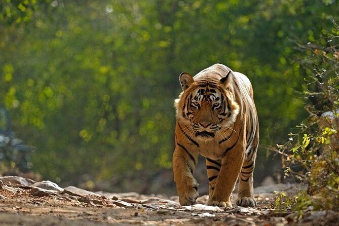 5 Day Private Tour of Tigers, Taj Mahal and Palaces from Cochin - Key highlights to know before you go