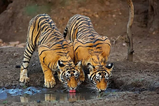 5 Day Private Tour of Tigers, Taj Mahal and Palaces from Cochin - Golden Triangle plus Ranthambhore, what makes this tour work