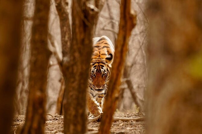 5 Day Private Tour of Tigers, Taj Mahal and Palaces from Cochin - Agra on your schedule, Taj Mahal at sunrise and Agra Fort after