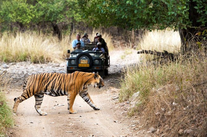 5 Days Golden Triangle Tour with Ranthambore Tiger Safari - Amber Palace and Jaipur: full-day private time with a royal feel