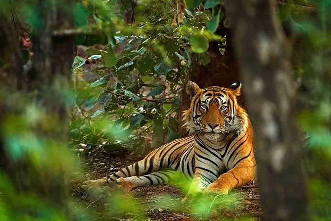 5 Days Golden Triangle Tour with Ranthambore Tiger Safari - Price and value: why $399.20 can make sense