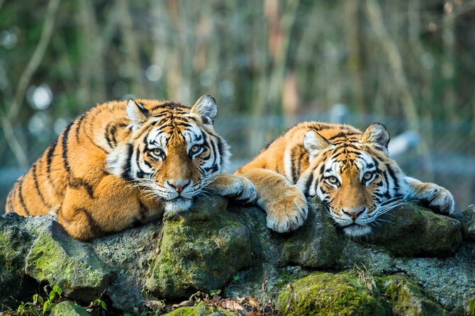 5 Days Golden Triangle with Ranthambore (Delhi Agra Jaipur Ranthambore Tour) - Day 1 in Delhi: India Gate to Qutub Minar, with smart photo stops