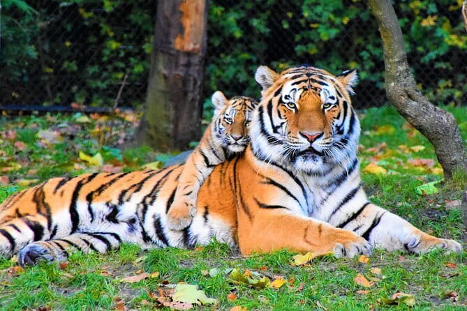 5 Days Golden Triangle With Ranthambore Wildlife - Key Highlights I’d Plan Around