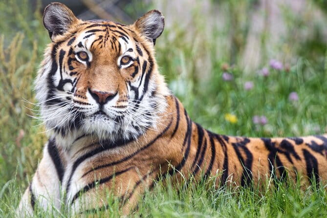 5 Days Golden Triangle With Ranthambore Wildlife - Delhi in One Day: Jama Masjid, Chandni Chowk, and Icon Pass-By Stops