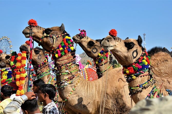 5 Days Golden Triangle With Ranthambore Wildlife - Jaipur Royal Sights in a Tight Loop: City Palace, Jantar Mantar, Hawa Mahal