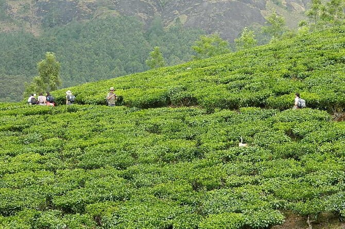 5 Days Kerala Tour with Private Car Houseboat Munnar and Thekkady - Alleppey by night: what an overnight houseboat really means