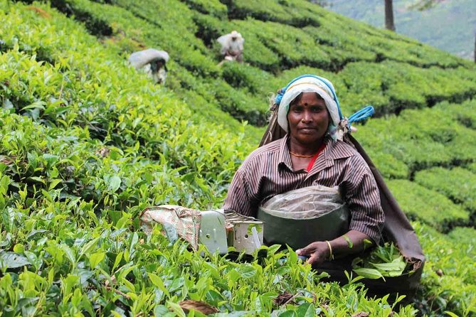 5 Days Private Kerala Tour Package by Saffron India Tours - Day 1: Kochi arrival, then straight to Munnar tea country