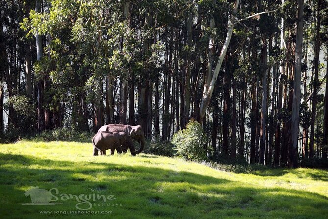 5 Days Private Kerala Tour with Houseboat by Sanguine Holidays - Day 3: Periyar wildlife sanctuary and tiger reserve lake time