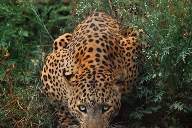 6-Days Golden Triangle Tour With Ranthambore & Jhalana Safari - Key points worth knowing