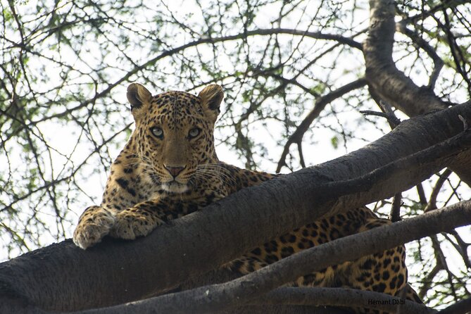 6-Days Golden Triangle Tour With Ranthambore & Jhalana Safari - Why this 6-day Golden Triangle feels like a better deal than a speedrun