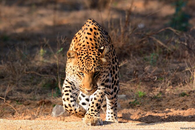 6-Days Golden Triangle Tour With Ranthambore & Jhalana Safari - Day 1 Delhi, from Qutub Minar to Chandni Chowk